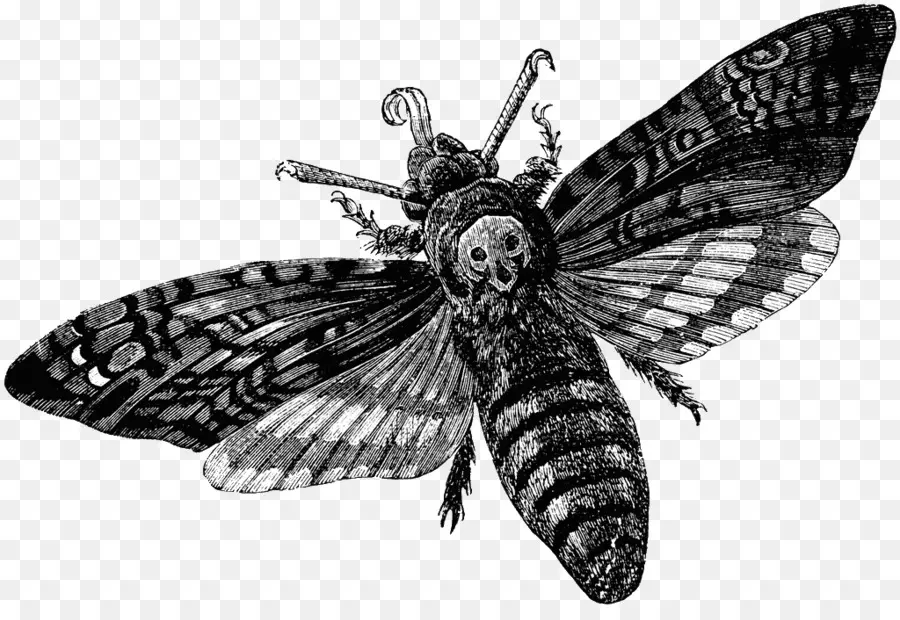 La Muerte Shead Hawkmoth，La Muerte PNG