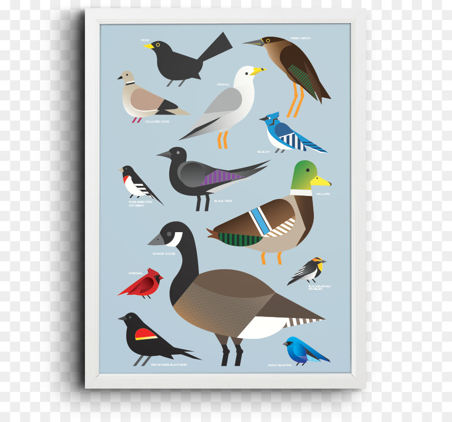 Pato，Las Aves Playeras PNG