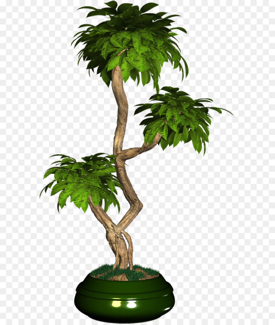 Árbol Bonsái，En Conserva PNG