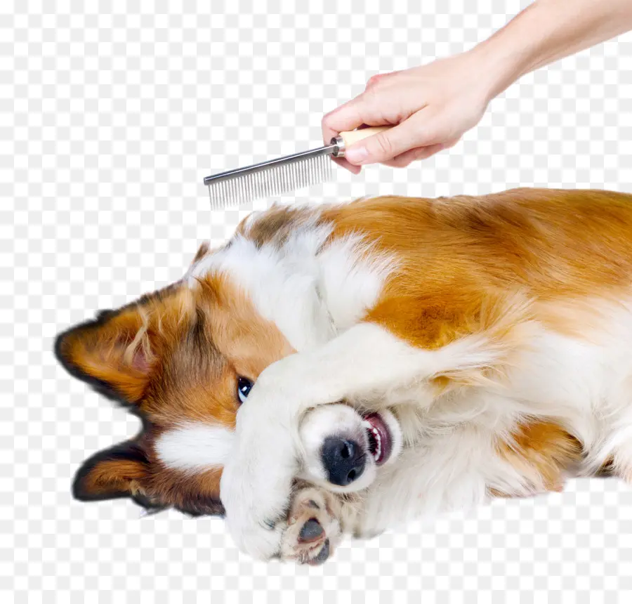 Perro，Preparación Del Perro PNG