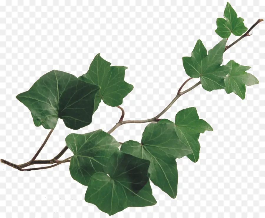 Ivy Común，Enredadera PNG