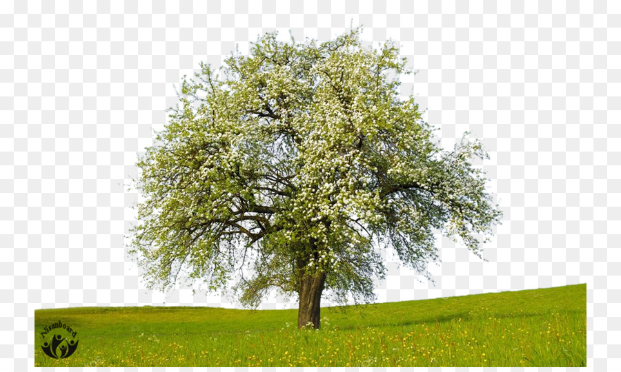 Árbol，Florecer PNG