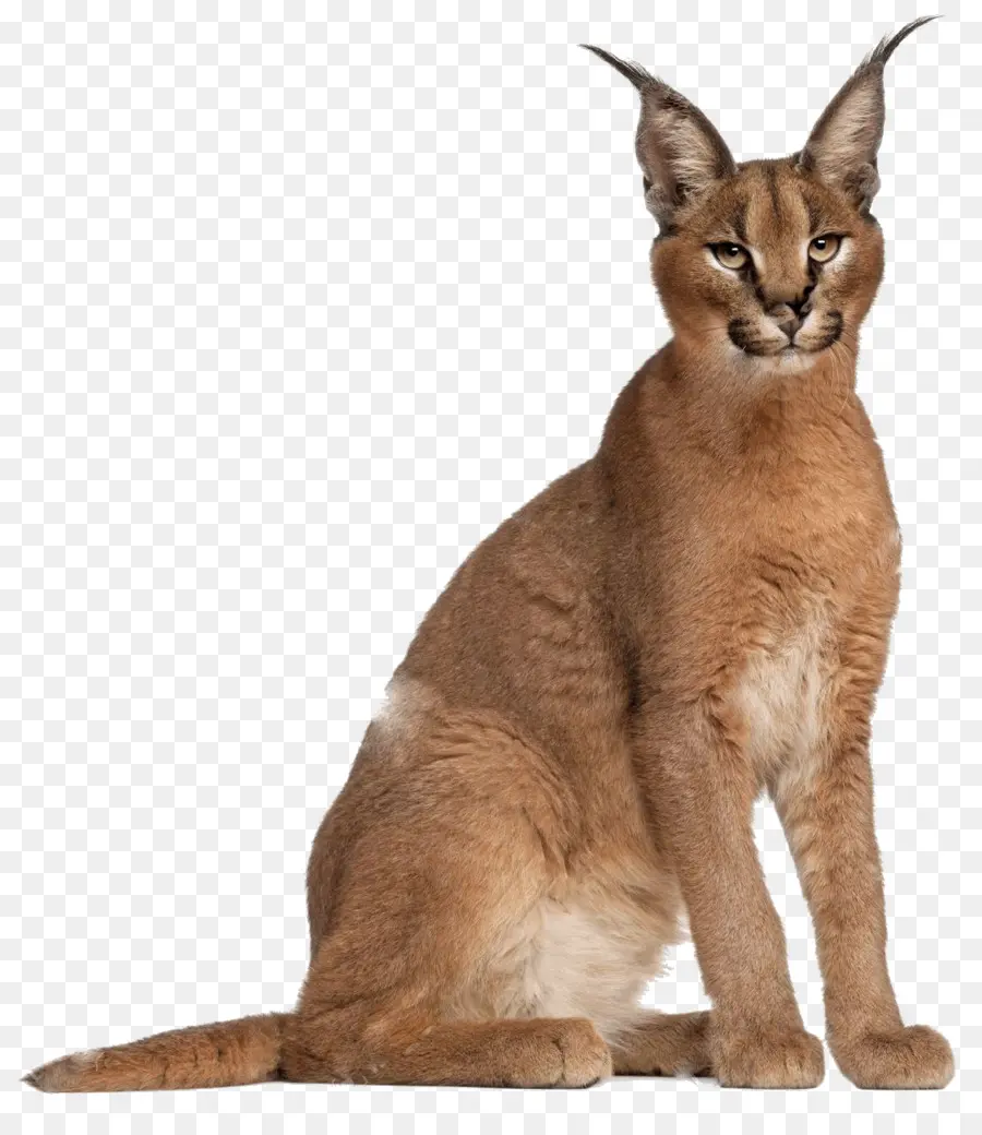 Gato，Lince PNG