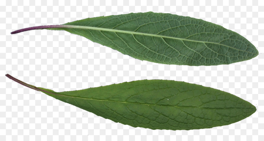 Hoja Verde，Planta PNG