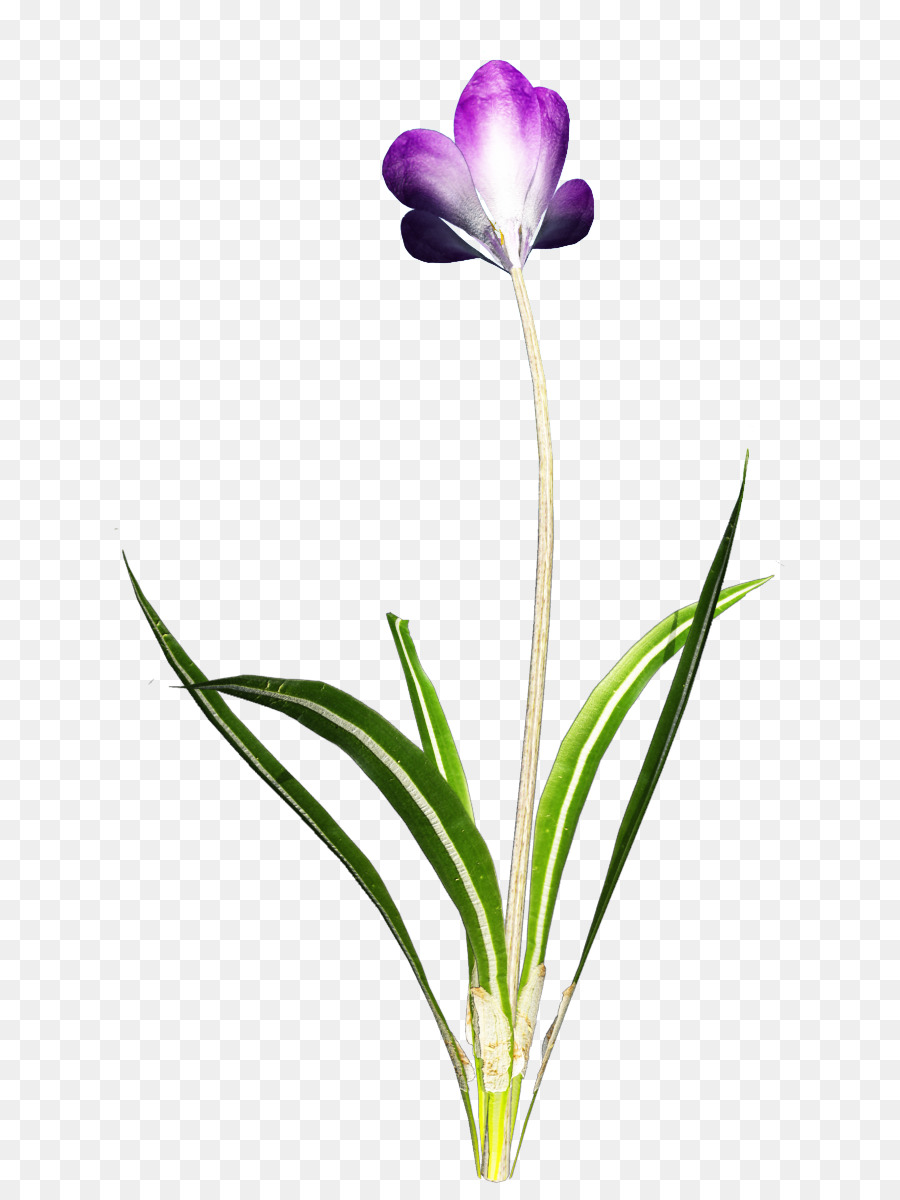 Flor，Provenir PNG