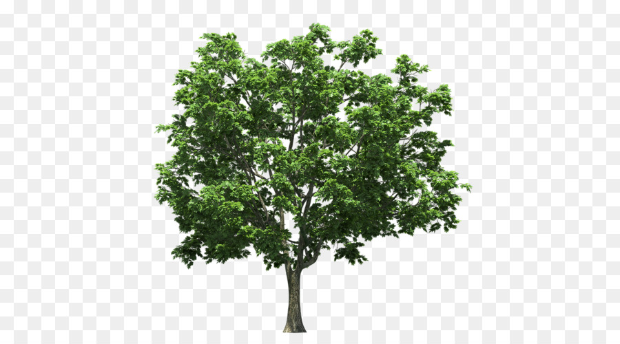 árbol Verde，Planta PNG