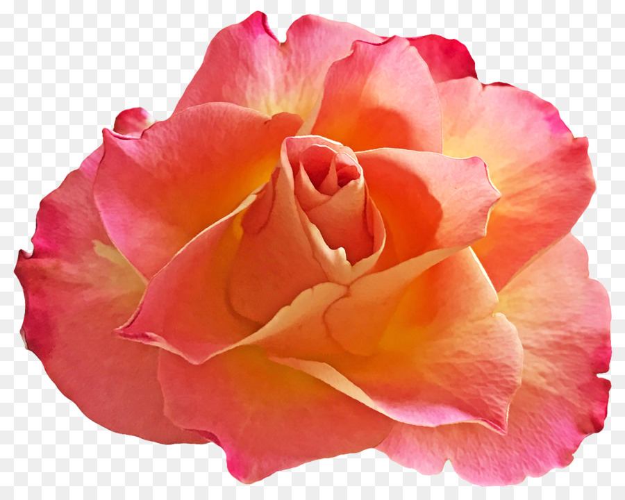 Las Rosas De Jardín，Rosas Centifolia PNG