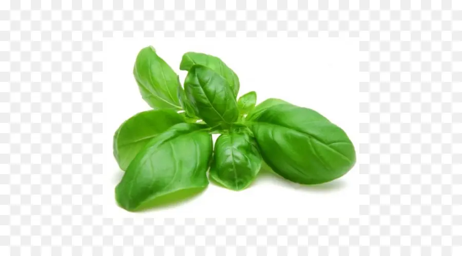 Hojas Verdes，Planta PNG