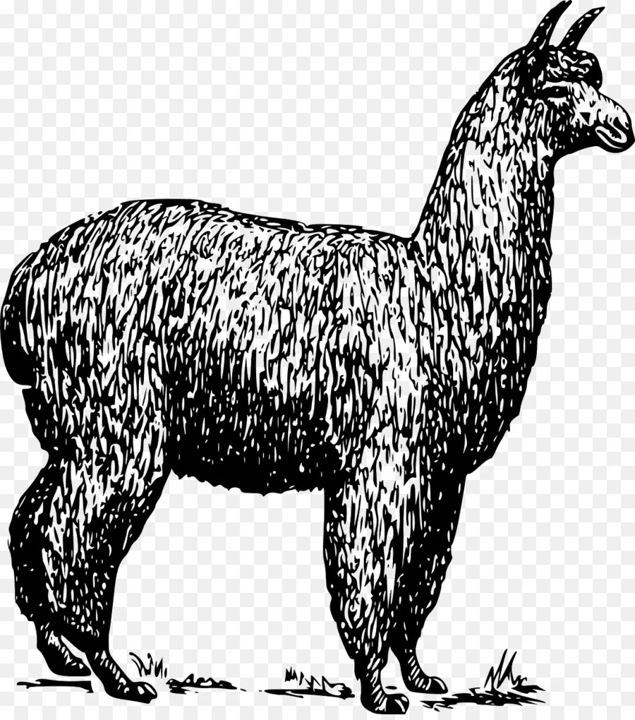 Llama Dibujo，Ilustración PNG