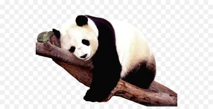 Panda，Oso PNG