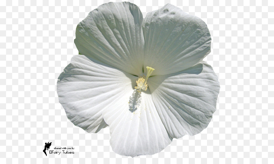 Flor，Pétalo PNG