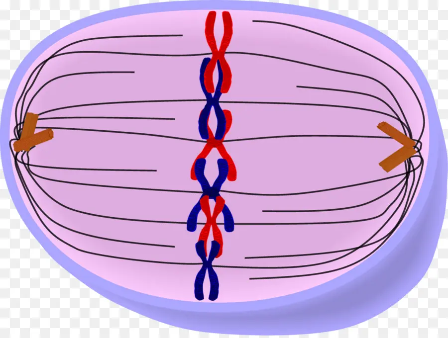 El Cromosoma，La Mitosis PNG
