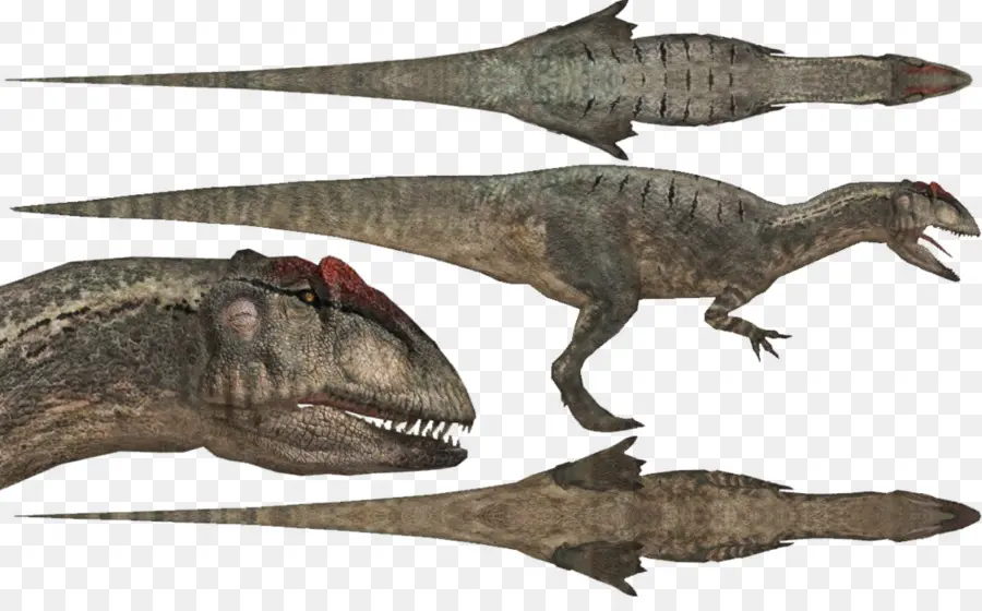 Allosaurus，Apatosauro PNG
