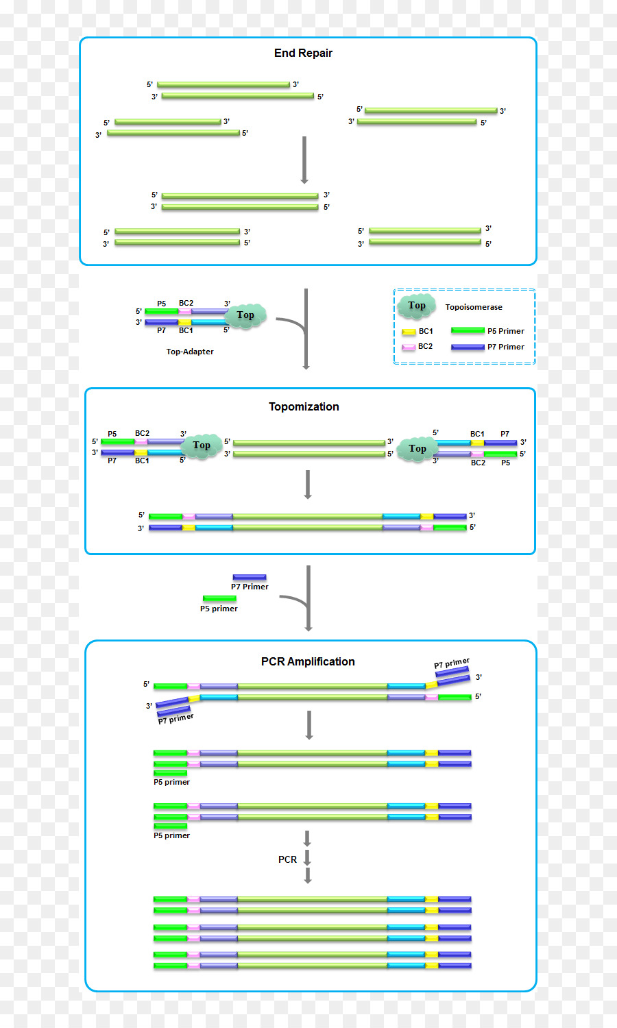 Biblioteca，La Fragmentación Del Adn PNG