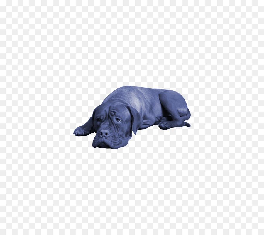 Labrador Retriever，Cachorro PNG