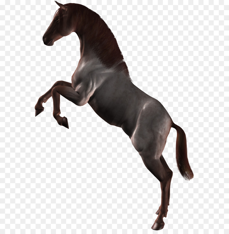 Caballo，Equino PNG