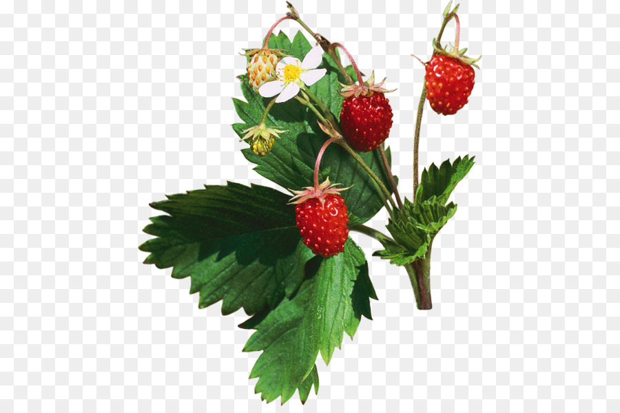 Fresa，Berry PNG