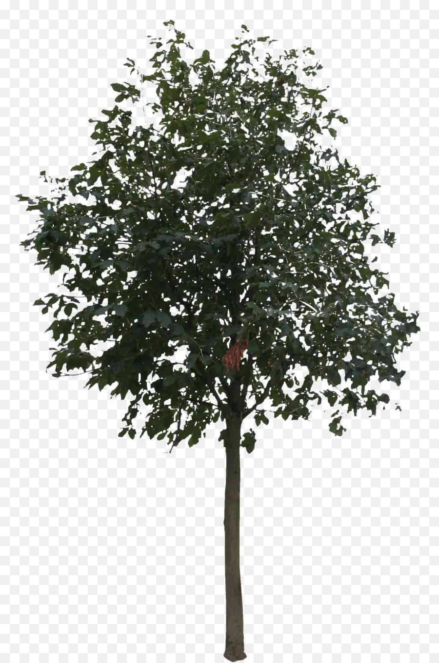 Árbol，Hojas PNG