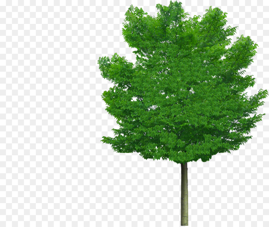 Zelkova Serrata，árbol PNG