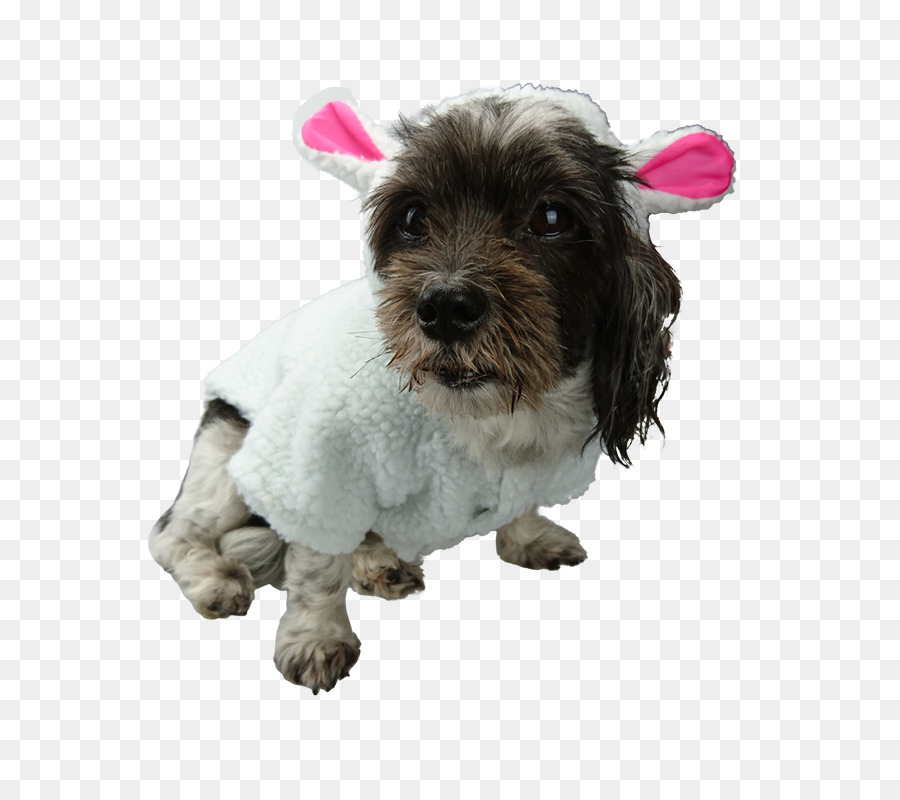 Schnoodle，Cachorro PNG