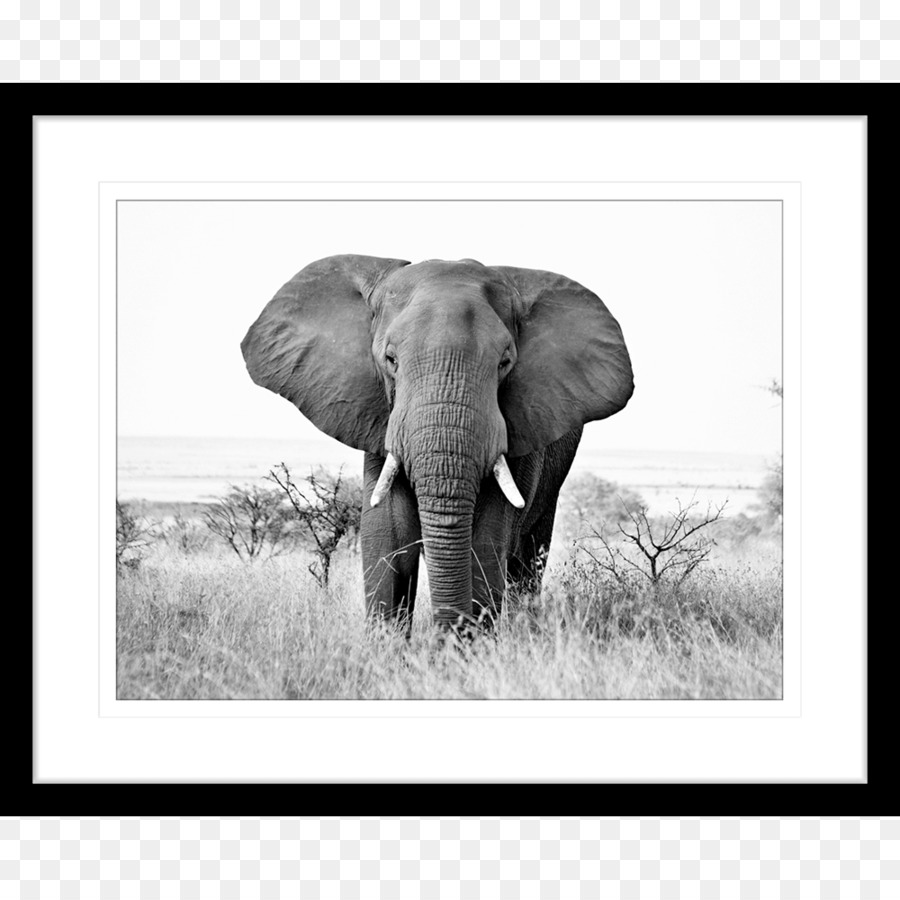 El Elefante Africano，En Blanco Y Negro PNG