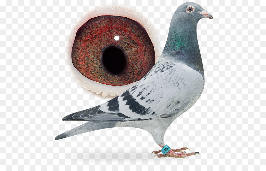 Homing Pigeon，Carreras De Homero PNG