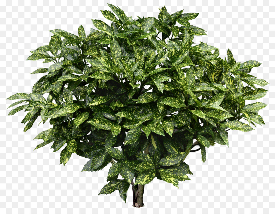 Planta，Verde PNG