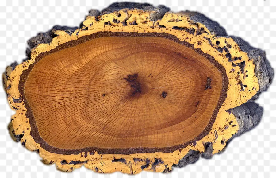 Tocón De árbol，Madera PNG