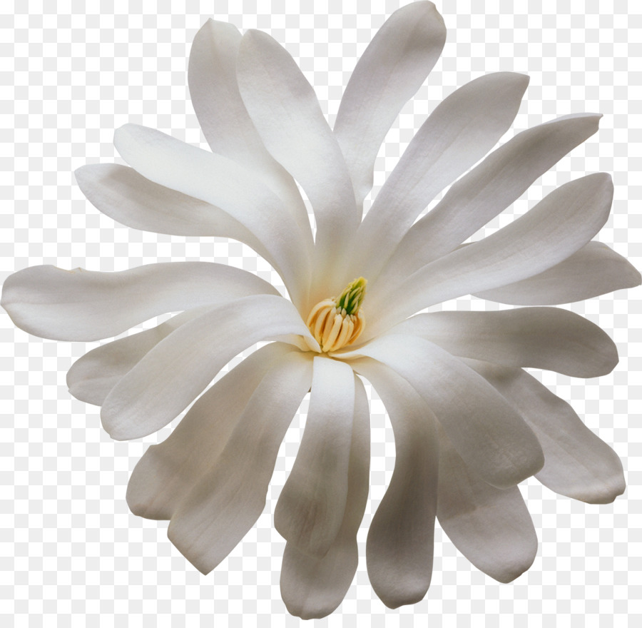 Flor Blanca，Florecer PNG