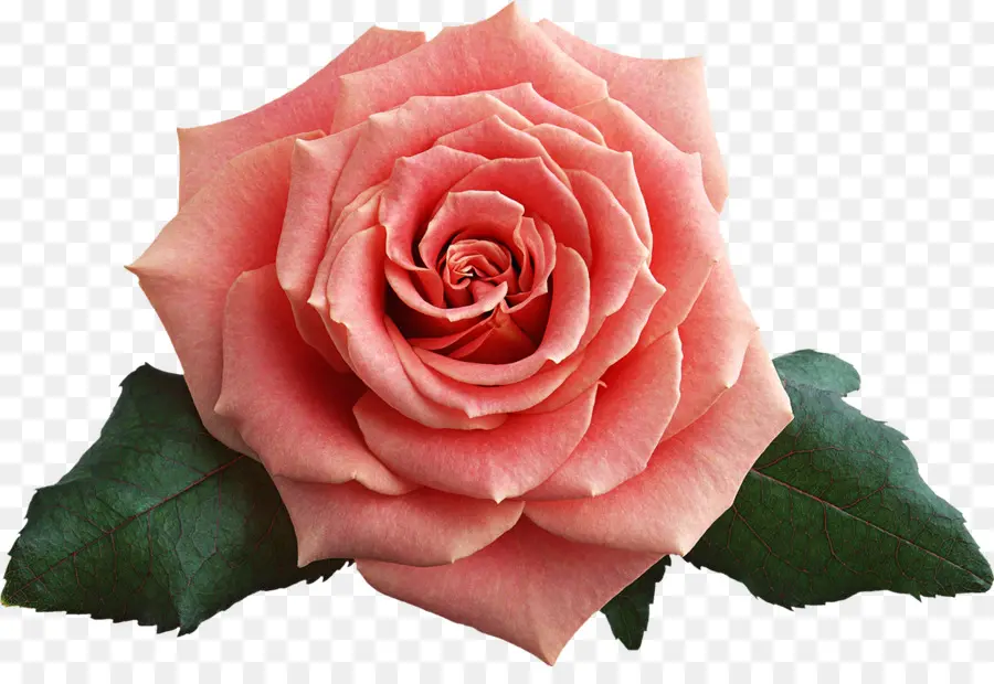 Las Rosas De Jardín，Rosa Chinensis PNG