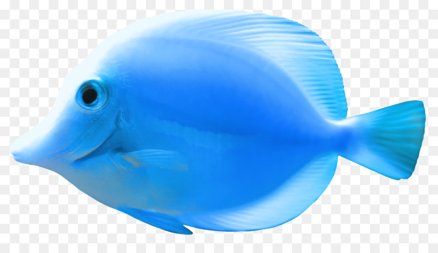 Peces De Colores，Los Peces PNG