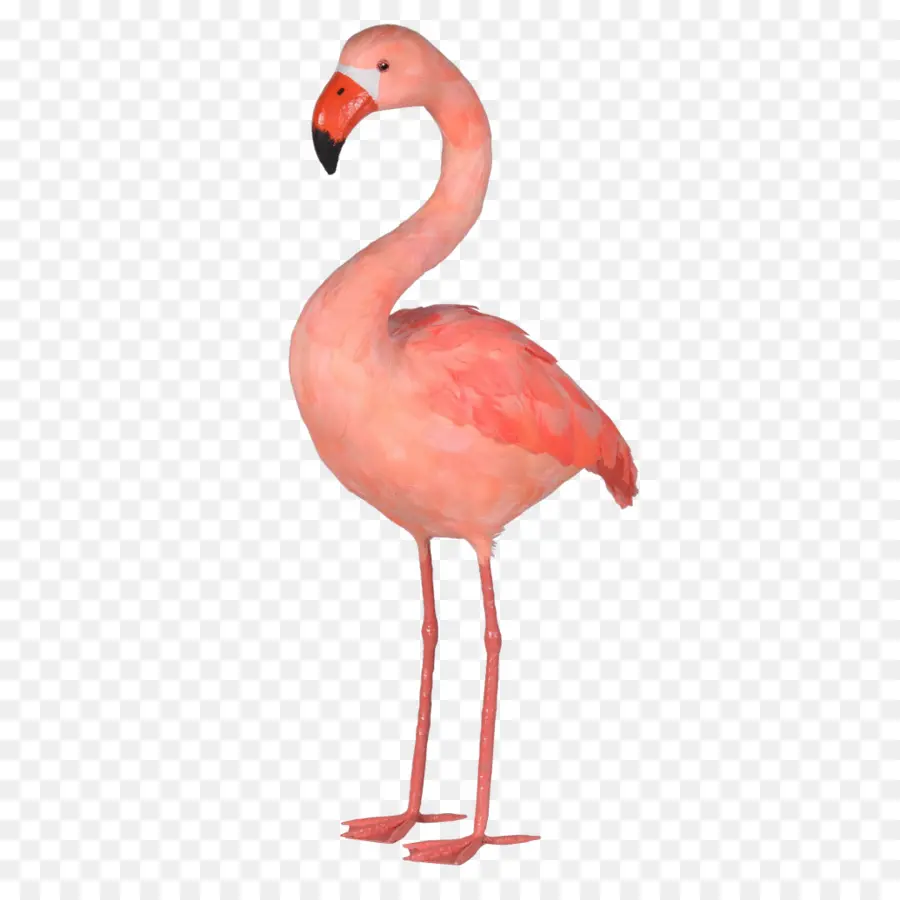 De Plástico Flamingo，Flamingo PNG