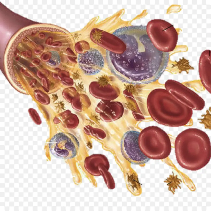 La Sangre，Células De La Sangre PNG