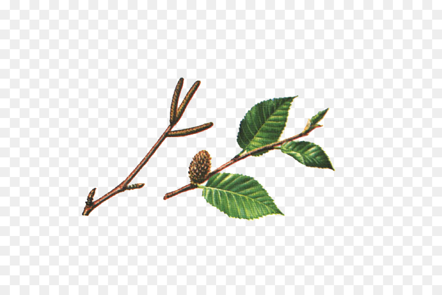 Ramita，Betula Lenta PNG