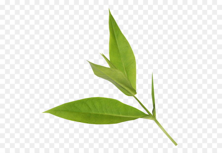 Hojas Verdes，Naturaleza PNG