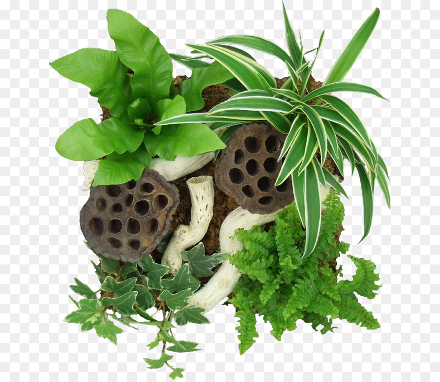 Planta，Idea PNG