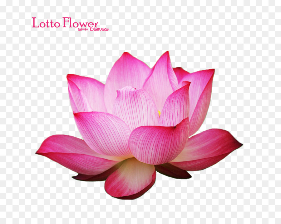 Flor De Loto，Rosa PNG