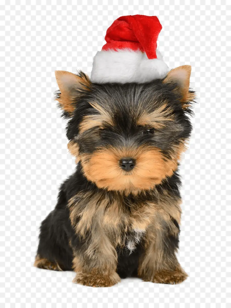 Yorkshire Terrier，Cachorro PNG