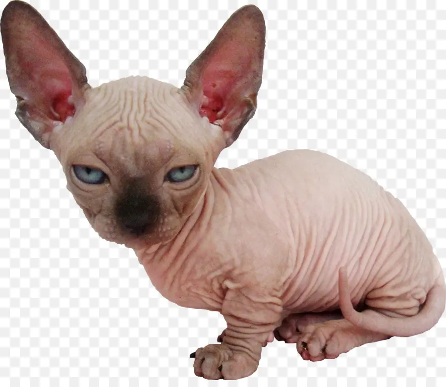 Gato Esfinge，Sin Pelo PNG