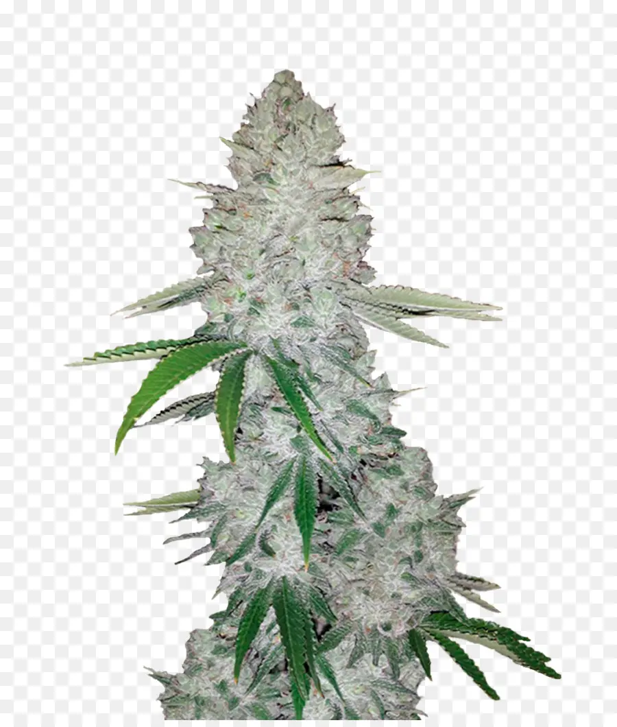 Planta De Cannabis，Marijuana PNG