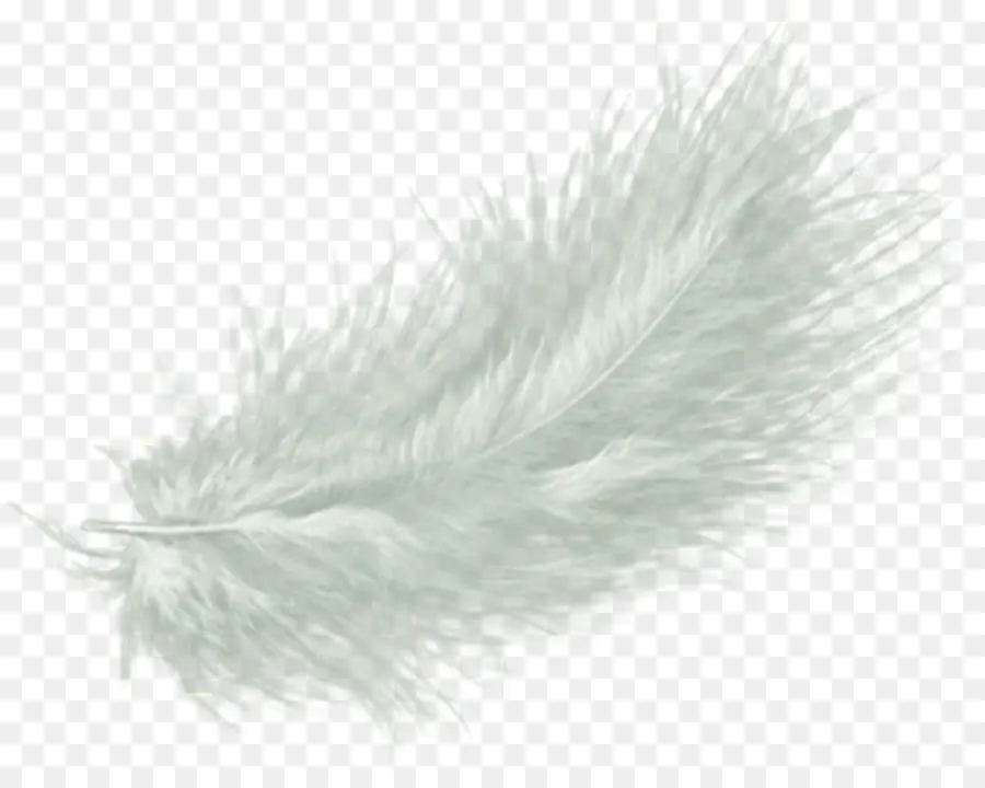 Pluma，Blanco PNG