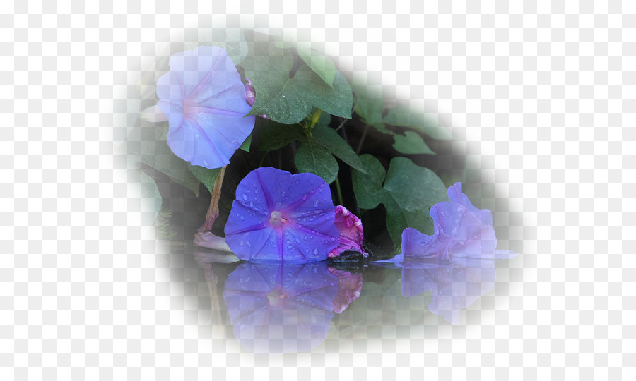 La Ipomoea Violacea，Gloria De La Mañana PNG