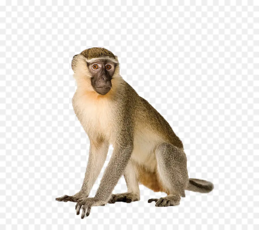 Mono Capuchino，Whiteheaded Capuchinos PNG