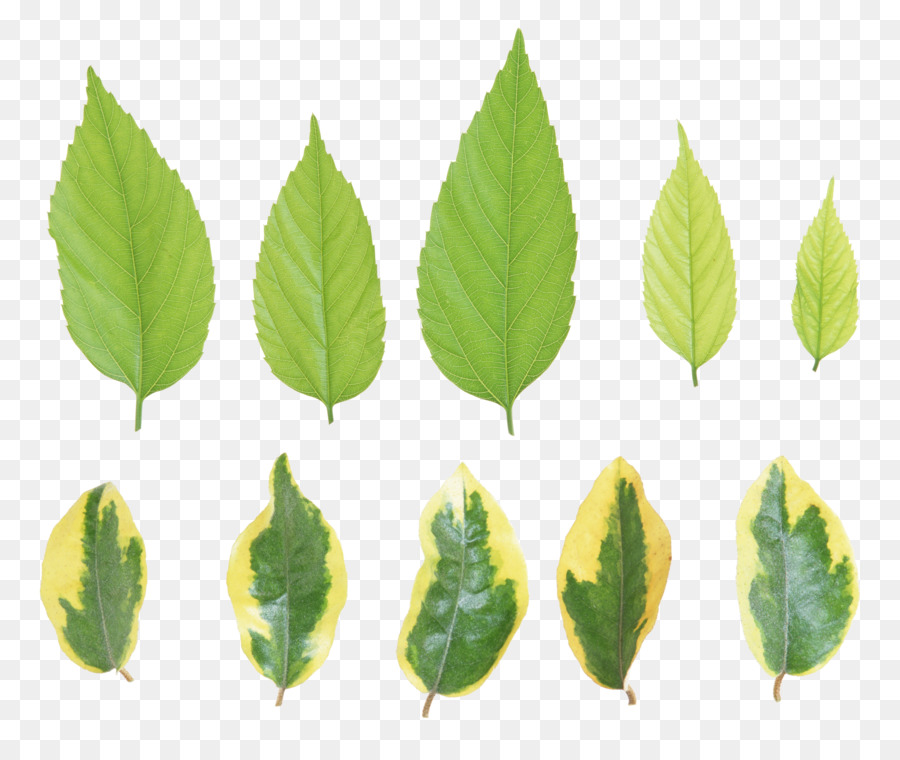 Hojas Verdes，Planta PNG