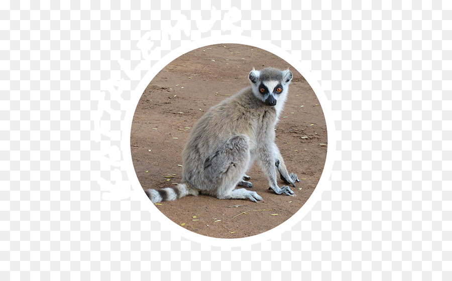 Berenty Reserva，Verreaux Sifaka PNG