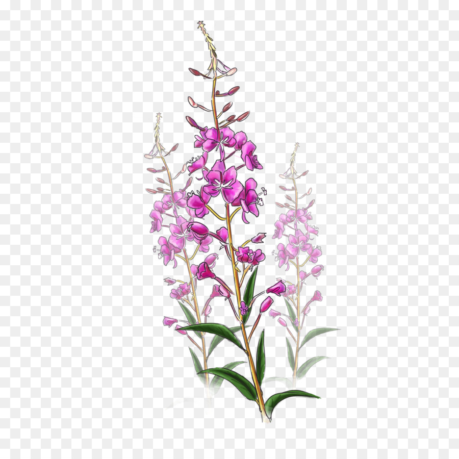 Lavanda，Púrpura PNG