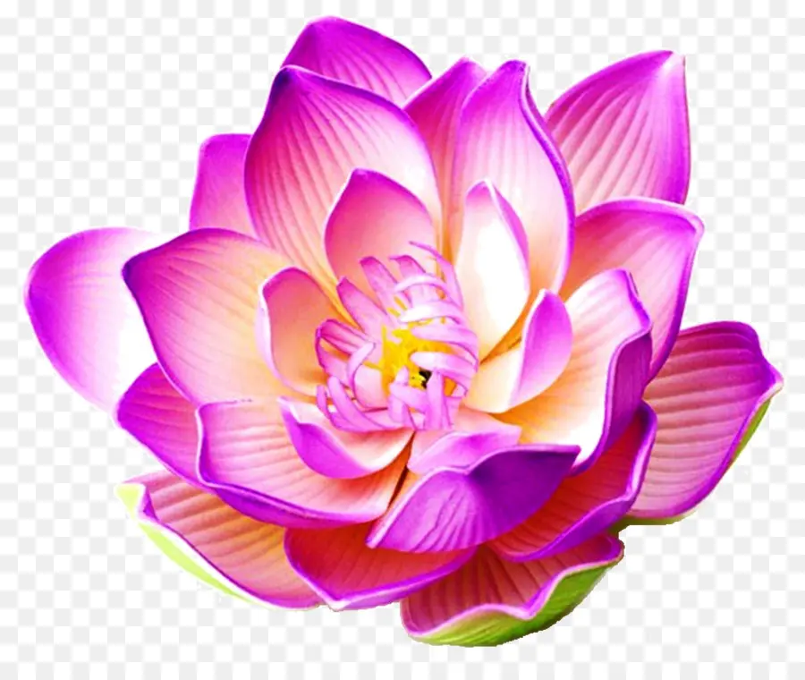 Nelumbo Nucifera，Una Fotografía De Stock PNG