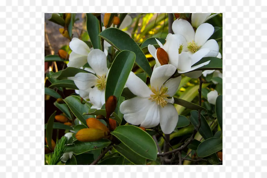 Flores Blancas，Florecer PNG