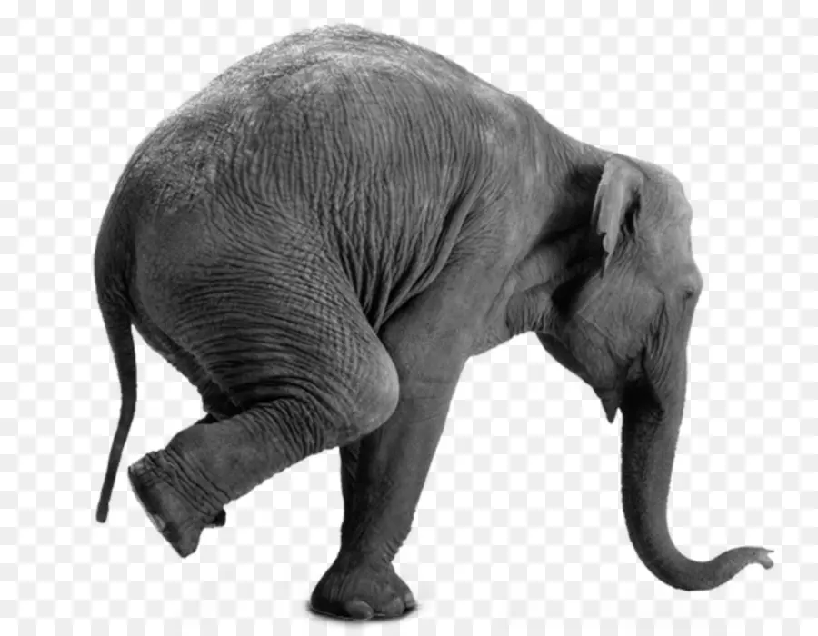 El Elefante Africano，La Materia Gris Por Qué Es Bueno Ser Viejo PNG