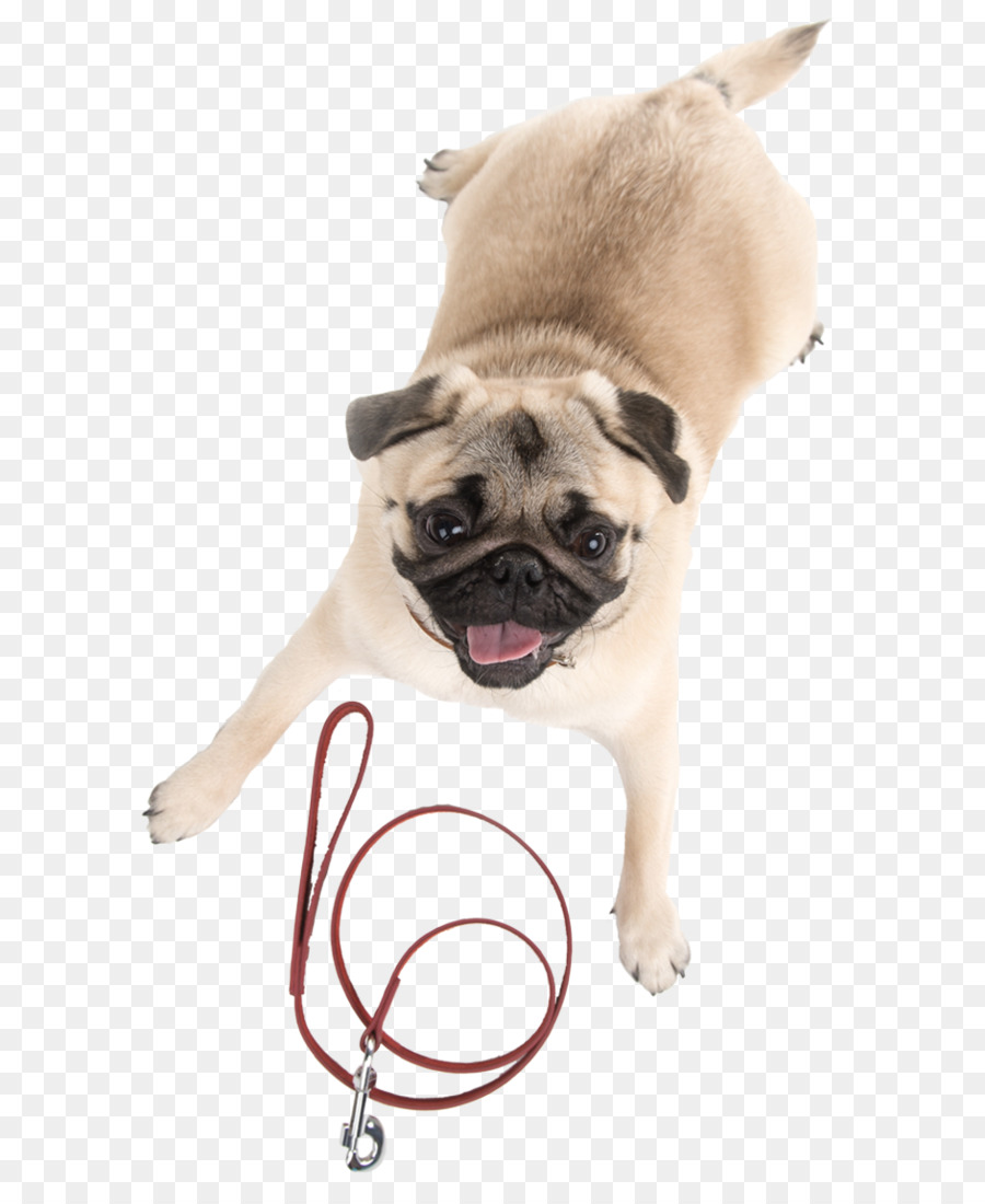 Doguillo，Cachorro PNG